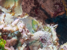 Damselfish IMG 5152